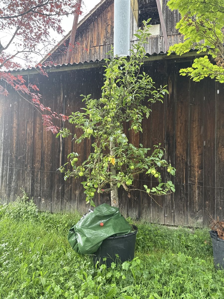 Pflanzen & Samen: Apfelbaum 250/300cm hoch – Neu (gemäss Beschreibung) aus Uznach von lut_rnx5
