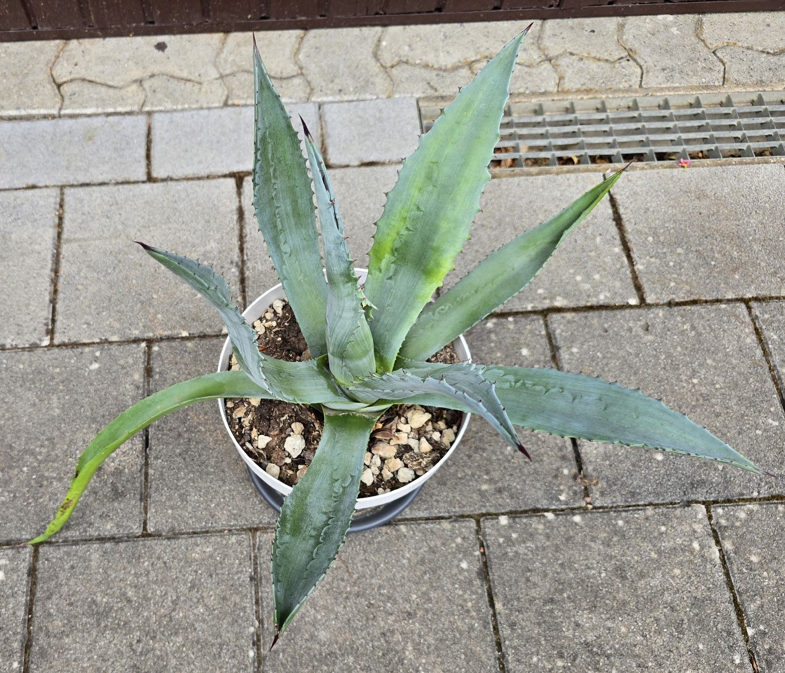 Piante & sementi: Agave American  – Nuovo (secondo la descrizione) da Aarburg venduto da popkorn65 4