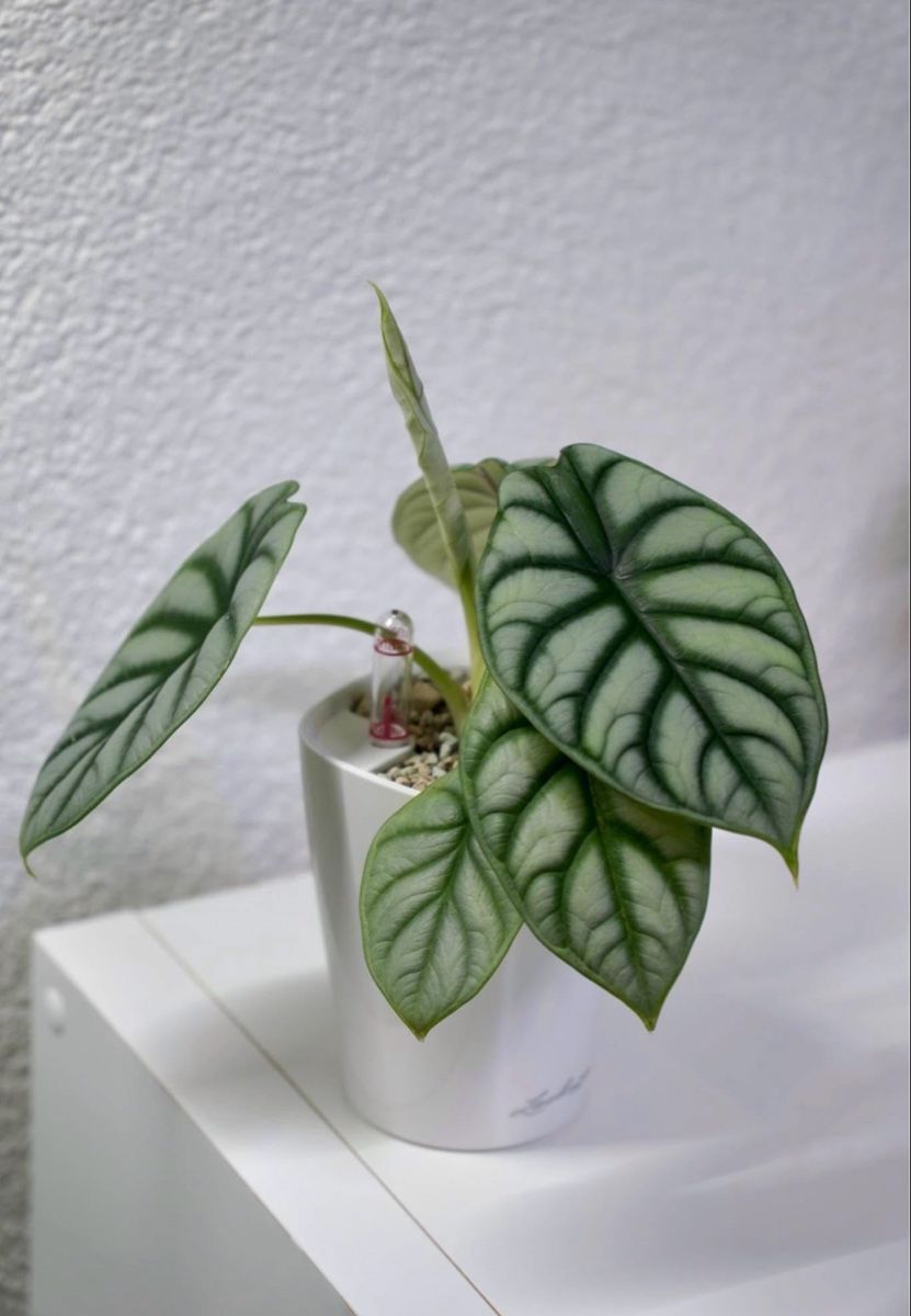 Piante & sementi: 🌱 Alocasia silver dragon – Usato da Niederbuchsiten venduto da GreenGems
