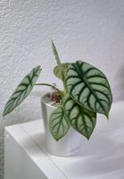 🌱 Alocasia silver dragon