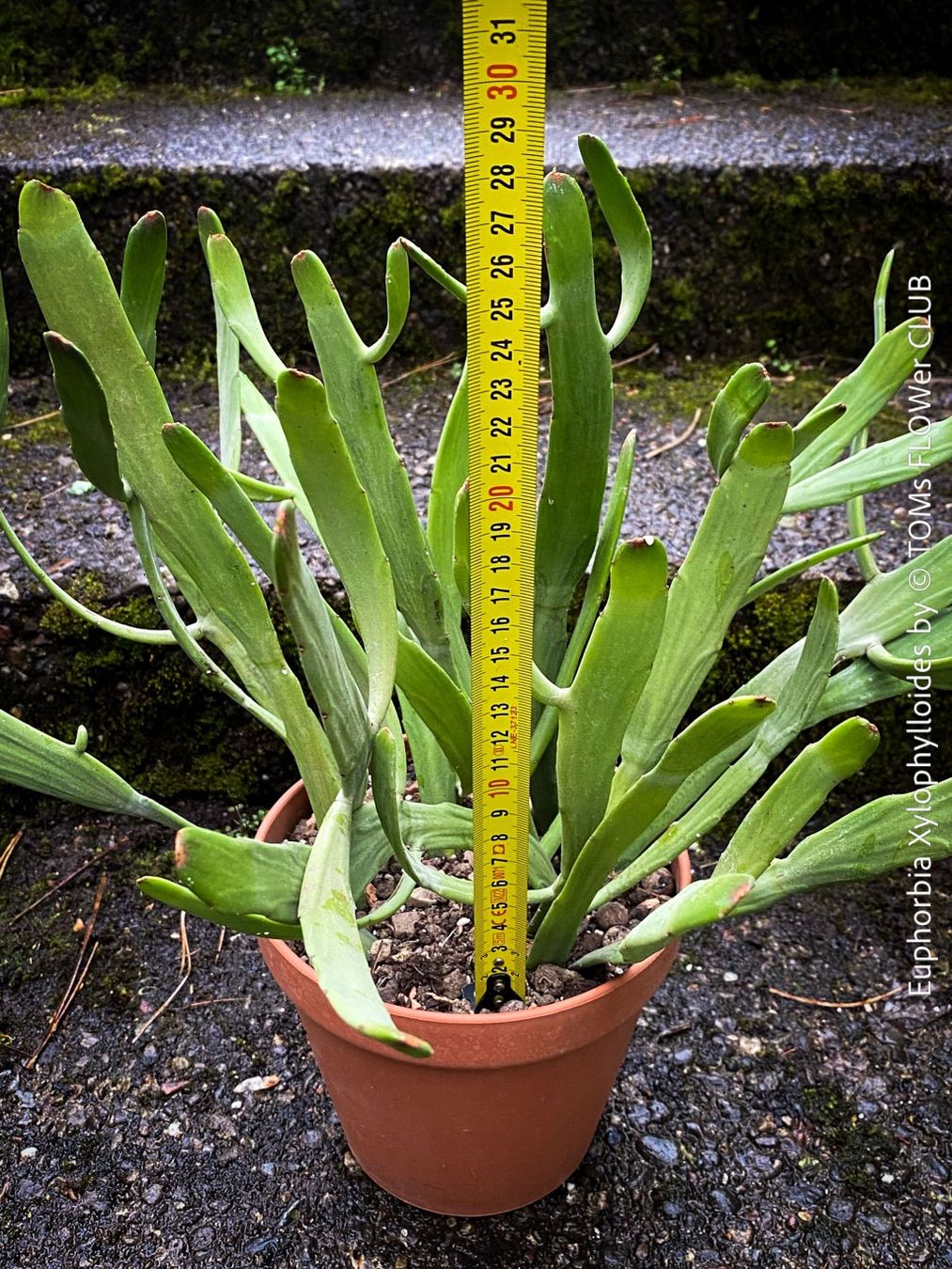 Piante & sementi: Euphorbia Xylophylloides - einzigartig aus Madagaskar – Nuovo e nell'imballaggio originale da Adliswil venduto da astom369 6