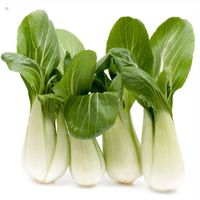 Pak Choi Kohl-Blattgemüse / 15 Samen