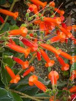 Sinningia Lineata – seltene Caudexpflanze
