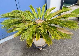 Schöne, grosse Ananaspalme zu verkaufen.