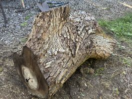 Nussbaum Stamm massiv–Gabelung, zb für Flow-/River-Table