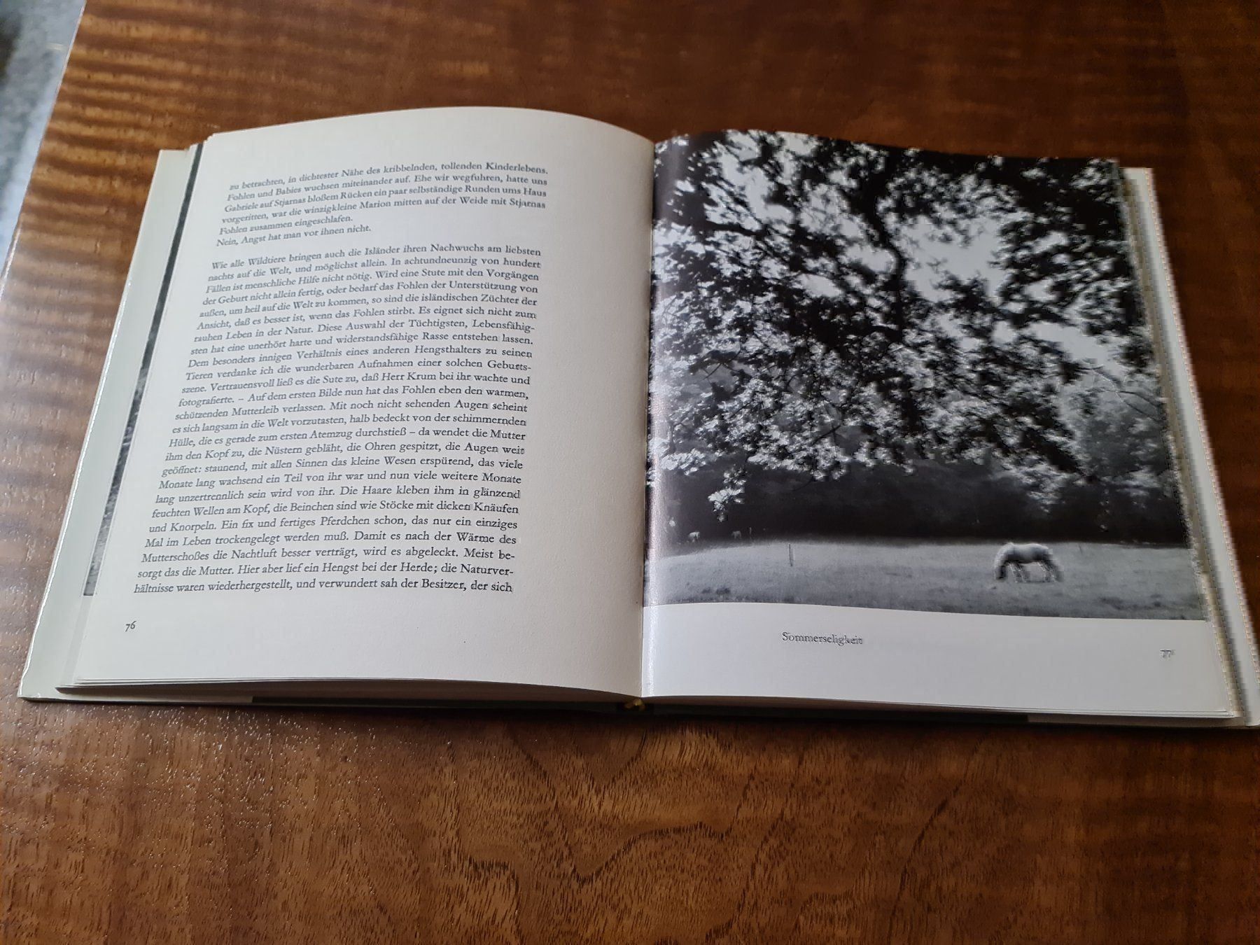 Libri: Heissgeliebte Island-Pferde – Usato da Erstfeld venduto da Uhu1980 1