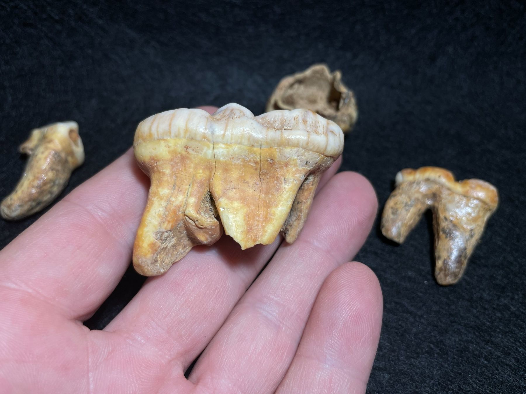 Fossili: Ours des cavernes, ensemble de dents. – Nuovo (secondo la descrizione) da Cernier venduto da Tashi_Delek 2