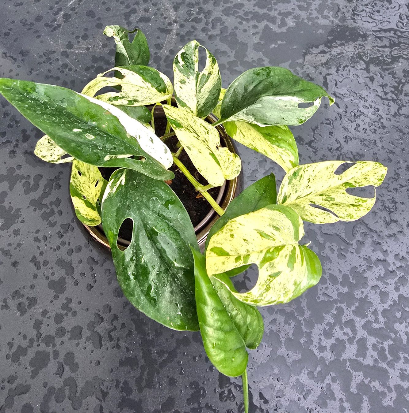 Pflanzen & Samen: Hübsche Epipremnum 'Marble' Variegata Inkl. Übertopf – Gebraucht aus Aarburg von Glitzerschein 5