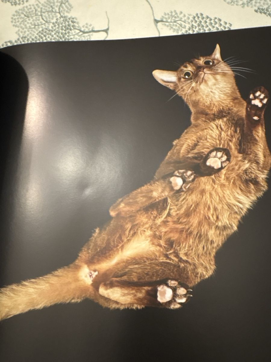 Libri: Unter Katzen – Nuovo (secondo la descrizione) da Schaffhausen venduto da Reporter 2