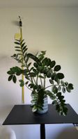 Grosse Glücksfeder Zamioculcas mit Keramiktopf