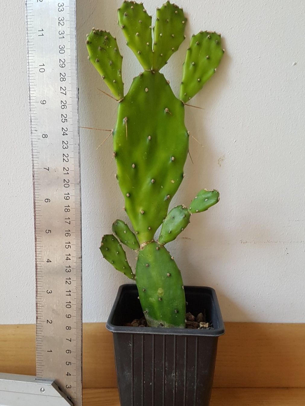 Pflanzen & Samen: Opuntia Kaktus Ableger bewurzelt – Gebraucht aus Horw von  1