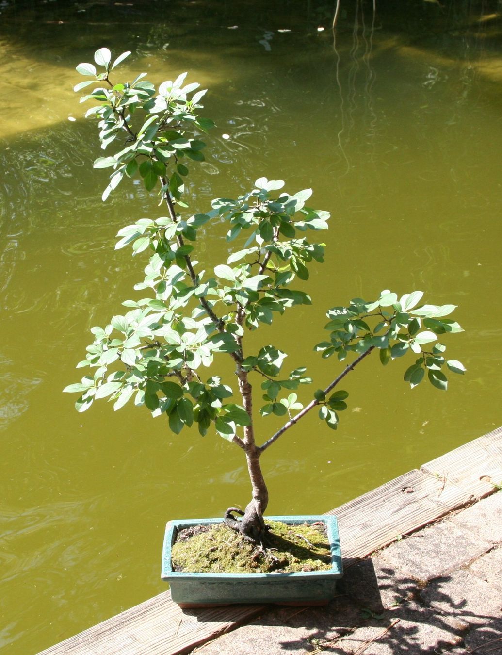 Piante & sementi: BONSAI  -  echter Kreuzdorn – Usato da Gretzenbach venduto da Sikim