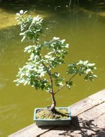 BONSAI  -  echter Kreuzdorn