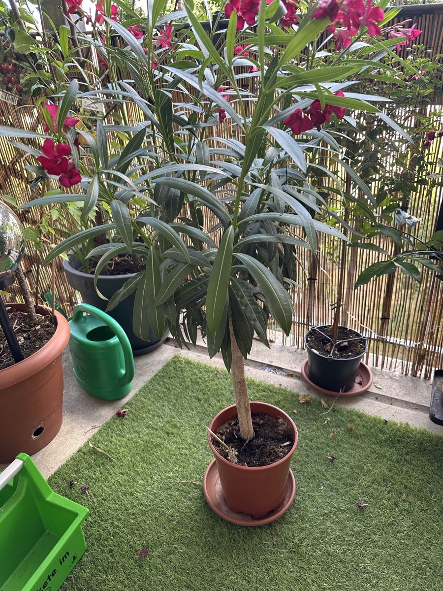Piante & sementi: Oleander Stämmchen rot – Usato da Bern venduto da womiman 3