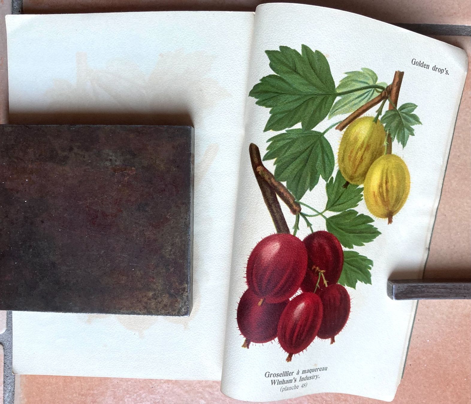 Bücher: Pomologie Romande Illustrée - 1916 – Gebraucht aus Versoix von HELVETICA_1 9