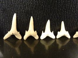 10x Versteinerter Fisch Fossil HAIFISCH HAIFISCHZAHN MAROKKO