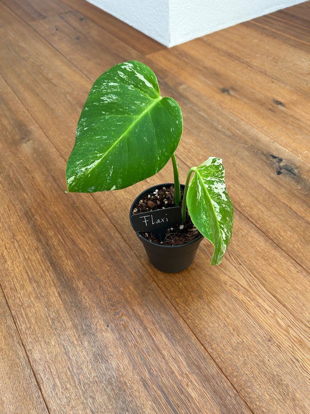 Piante & sementi: Monstera albo💚 – Nuovo (secondo la descrizione) da Wattwil venduto da Mikesplantshop 1