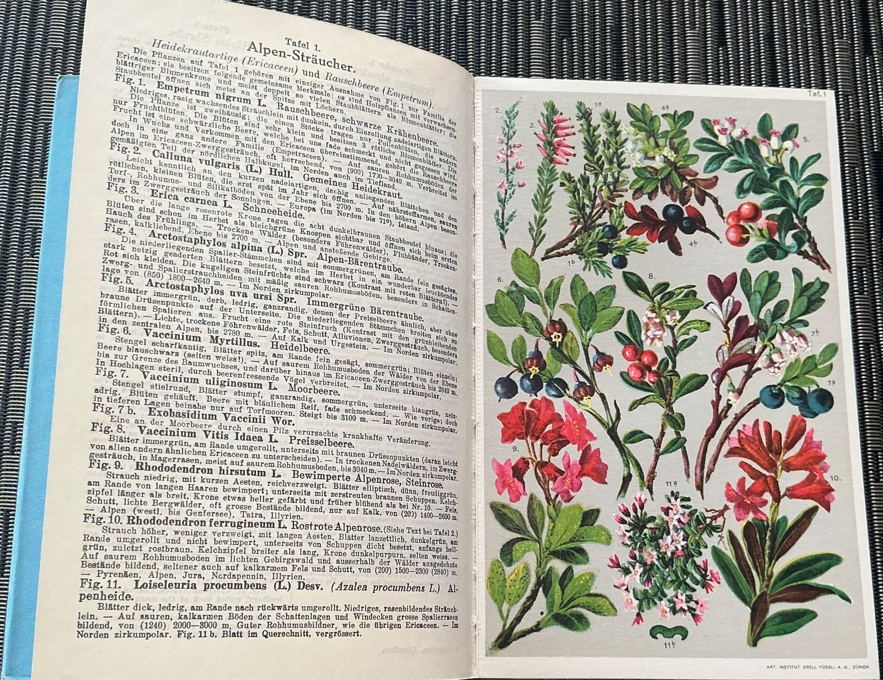 Bücher: Alpen-Flora - Prof. E. Schröter, 207 kol. Abbildungen, 1940 – Gebraucht aus Crans-Montana von plainemorte 2