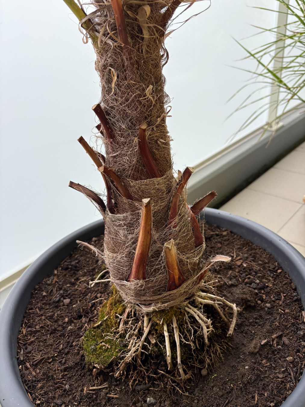 Plantes & graines: grosse Hanf-Palme – D'occasion à Frasnacht par Swissroll 4
