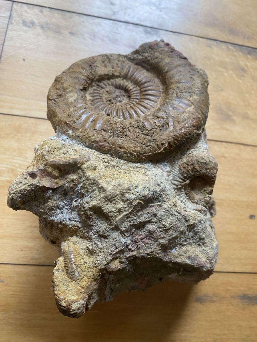 Fossili: Fossilienstufe sehr selten – Usato da Liestal venduto da Stephanoceras1 3