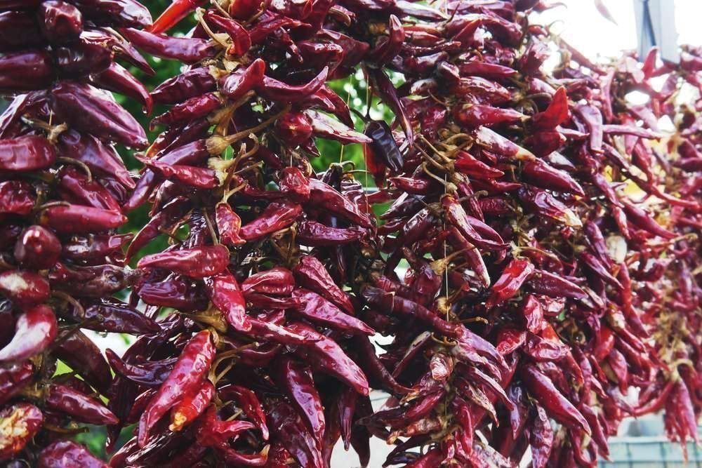 Piante & sementi: 100 Samen UNGARISCHE GEWÜRZ PAPRIKA – Nuovo (secondo la descrizione) da Ehrendingen venduto da VerveinaSamen 2