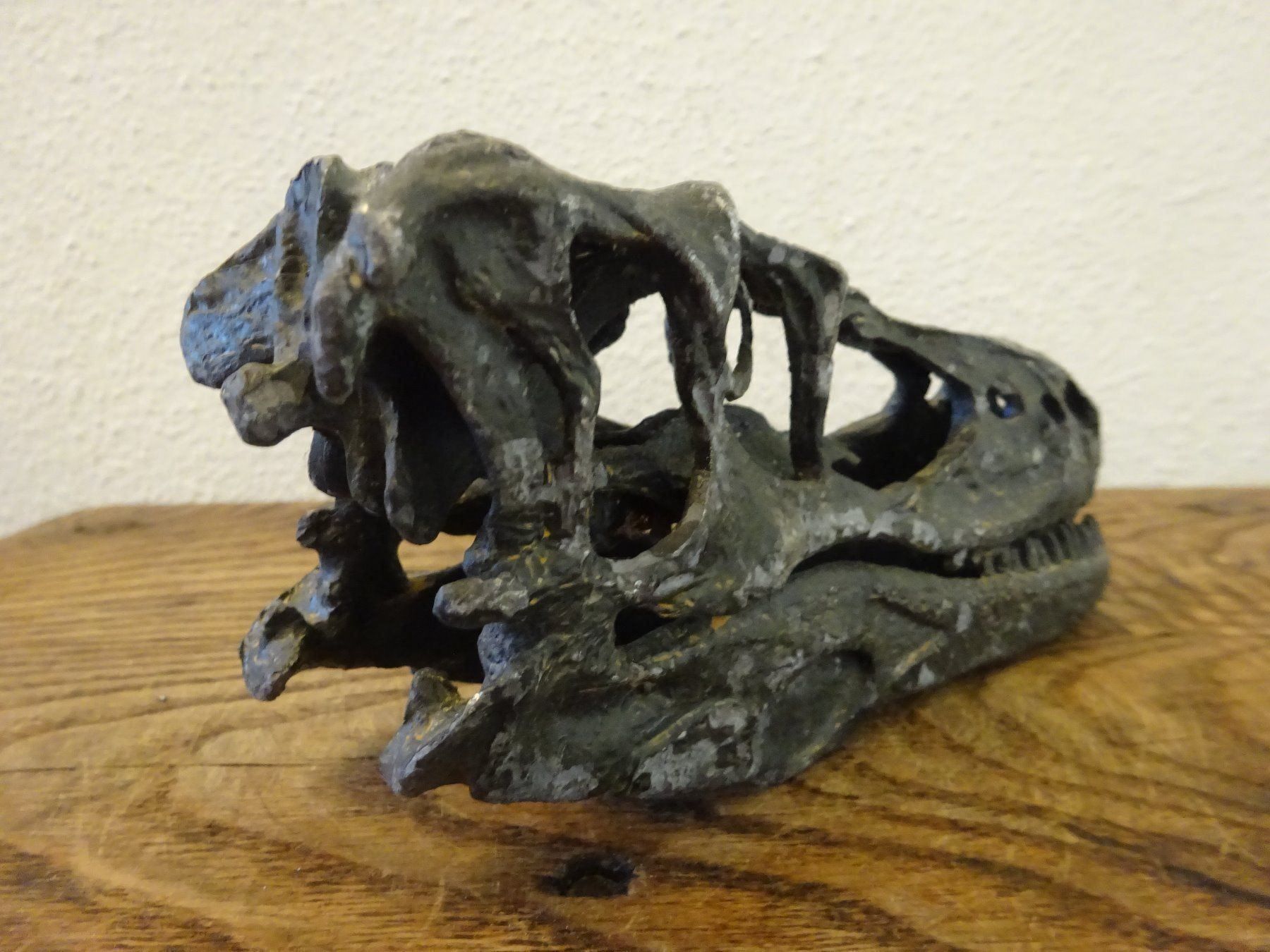 Fossili: Skulptur Schädel Saurier – Usato da Esslingen venduto da eintagammeer 5
