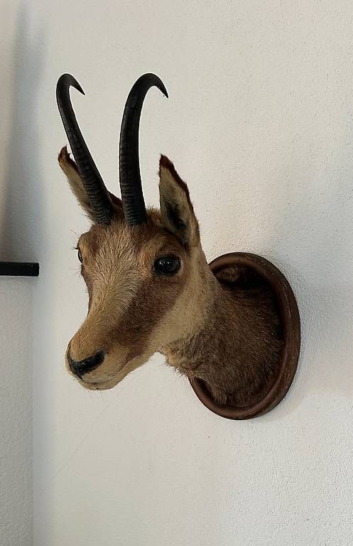 Il mondo degli animali: Tête de chamois – Usato da Ecublens venduto da achille1954
