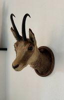 Tête de chamois