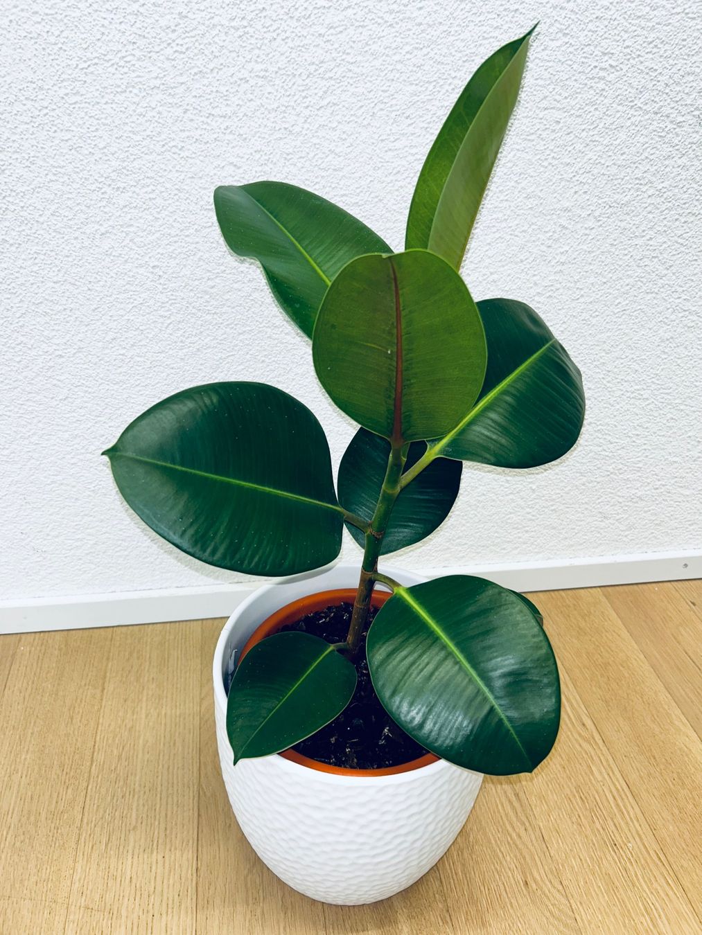 Piante & sementi: FICUS ELASTICA ROBUSTA Pflanze, Gummibaum 60 cm – Usato da Kilchberg ZH venduto da malibubeach 1