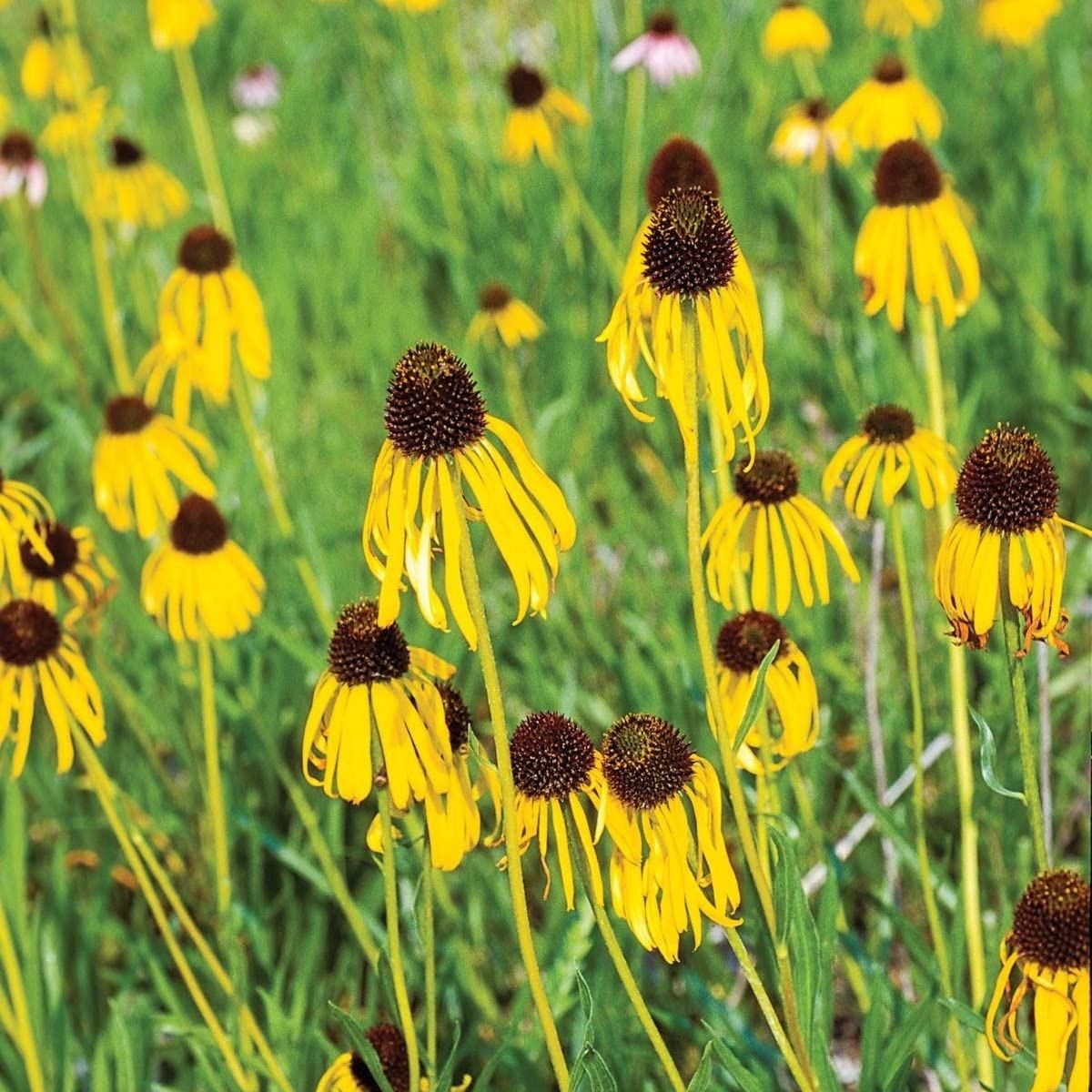 Pflanzen & Samen: 50 Samen ECHINACEA PARADOXA Ozark Echinacea – Neu (gemäss Beschreibung) aus Ehrendingen von VerveinaSamen