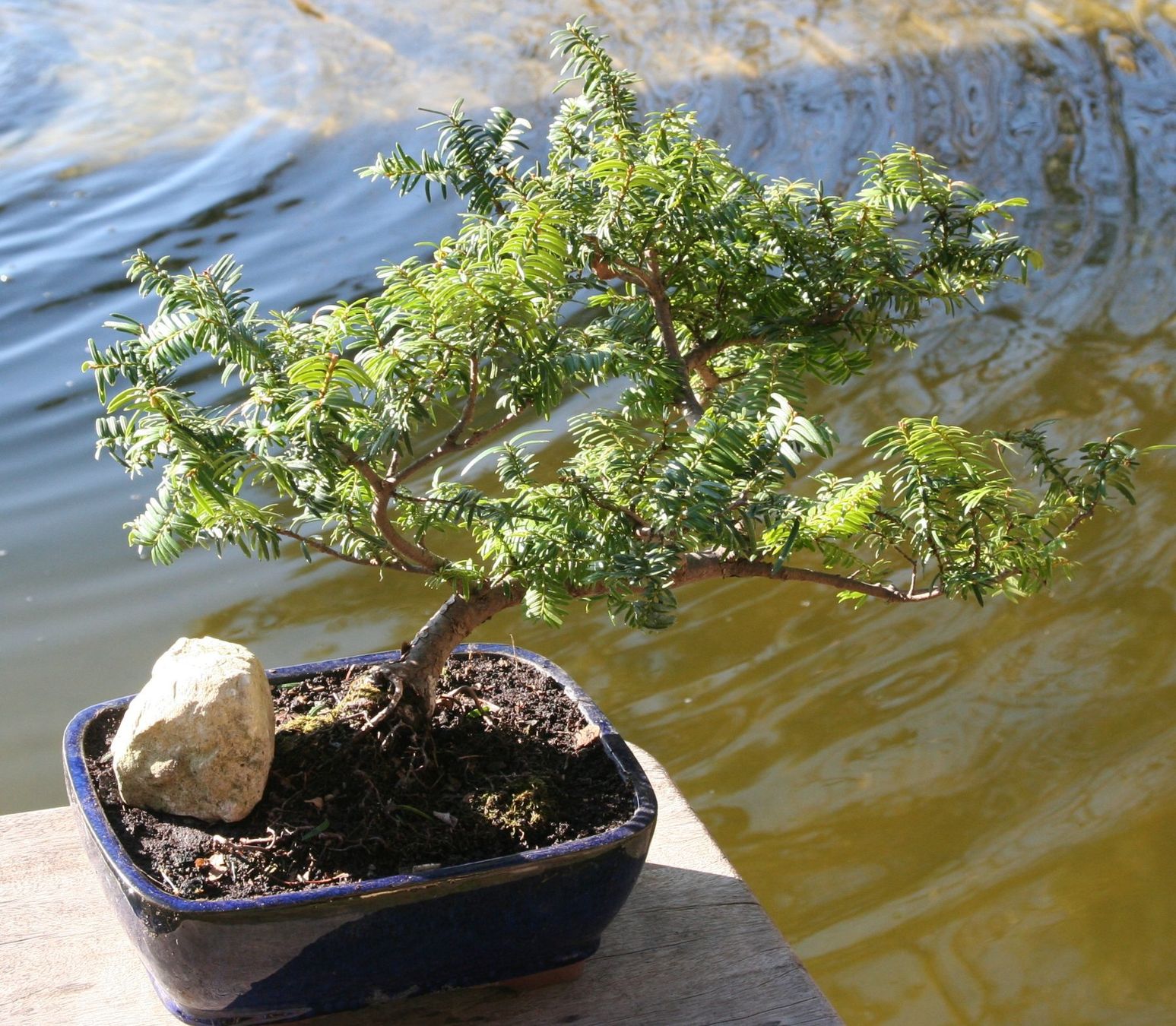 Piante & sementi: BONSAI  -  Europäische Eibe – Usato da Gretzenbach venduto da Sikim