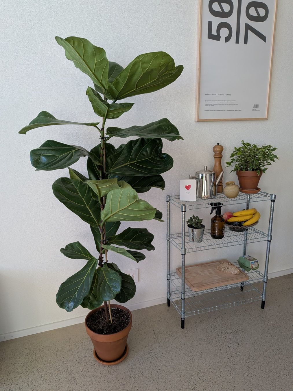 Piante & sementi: Ficus Lyrata XL - Geigenfeige - 155cm – Usato da Zürich venduto da sve_kk5x