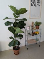 Ficus Lyrata XL - Geigenfeige - 155cm