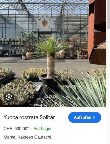 Plantes & graines: Yucca rostrata oder blaue Palmlilie mit Stamm – D'occasion à Rumlikon par Ambiente_Brocante 2