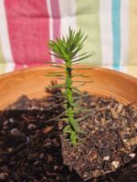 Chilenische Araukarie Araucaria araucana Schmucktanne