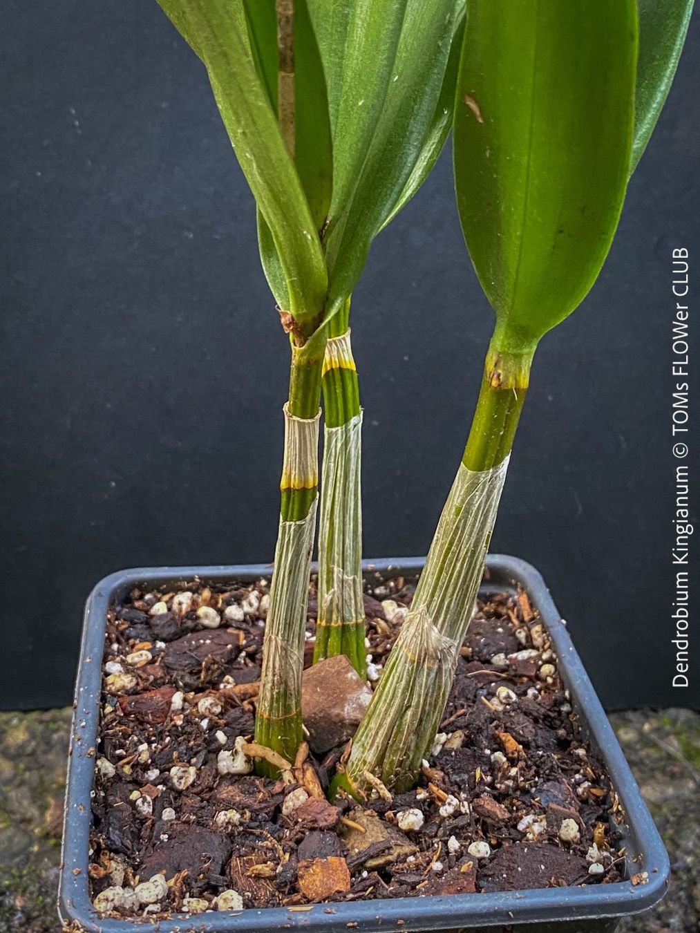 Piante & sementi: Dendrobium Kingianum - żart duftende Orchidee – Nuovo e nell'imballaggio originale da Adliswil venduto da astom369 1