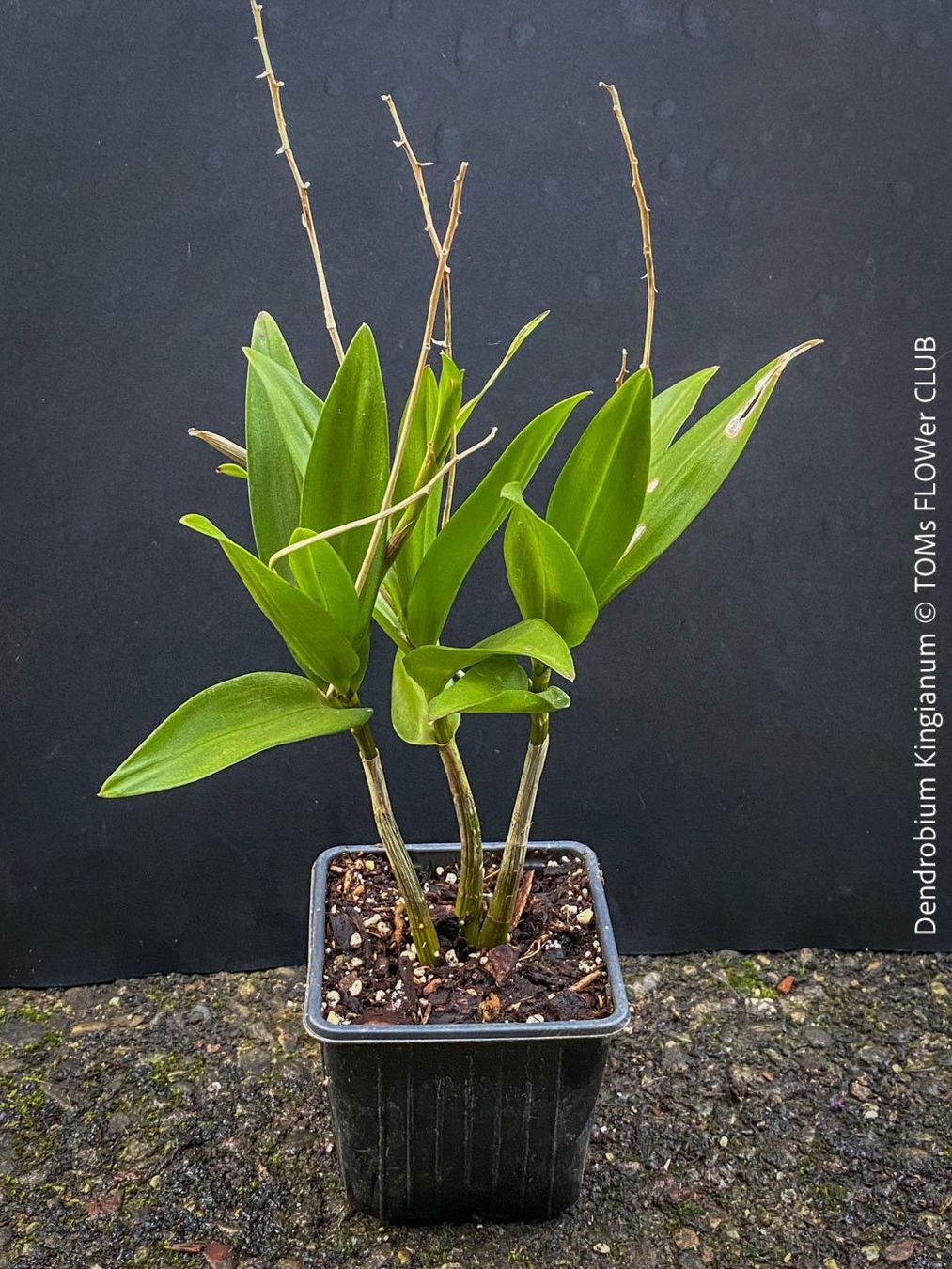 Piante & sementi: Dendrobium Kingianum - żart duftende Orchidee – Nuovo e nell'imballaggio originale da Adliswil venduto da astom369 3