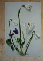 Weisse und violette Blumen, 4.VI.00