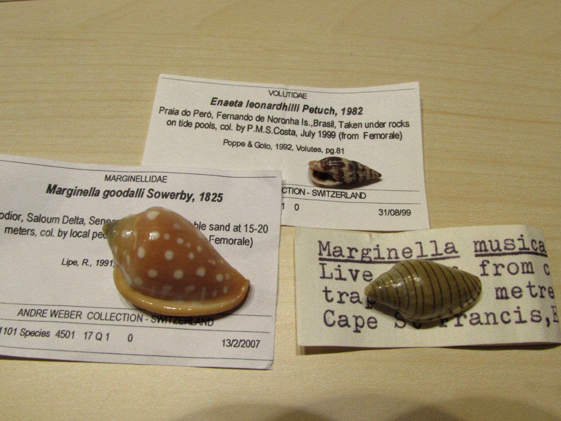 Fossili: Meerestiere, alte Muschel Sammlung, 13 stck – Usato da Walchwil venduto da Shells1 3