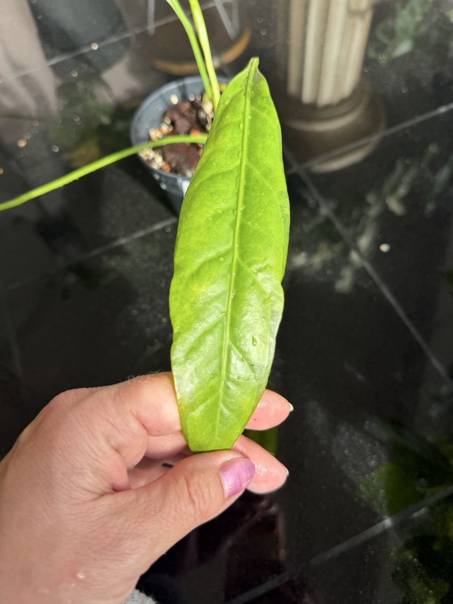 Pflanzen & Samen: Anthurium zeensatum – Neu (gemäss Beschreibung) aus Buchrain von Stetoscop 1