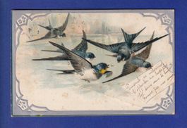 OISEAU - Hirondelles - Carte gauffrée // pli //