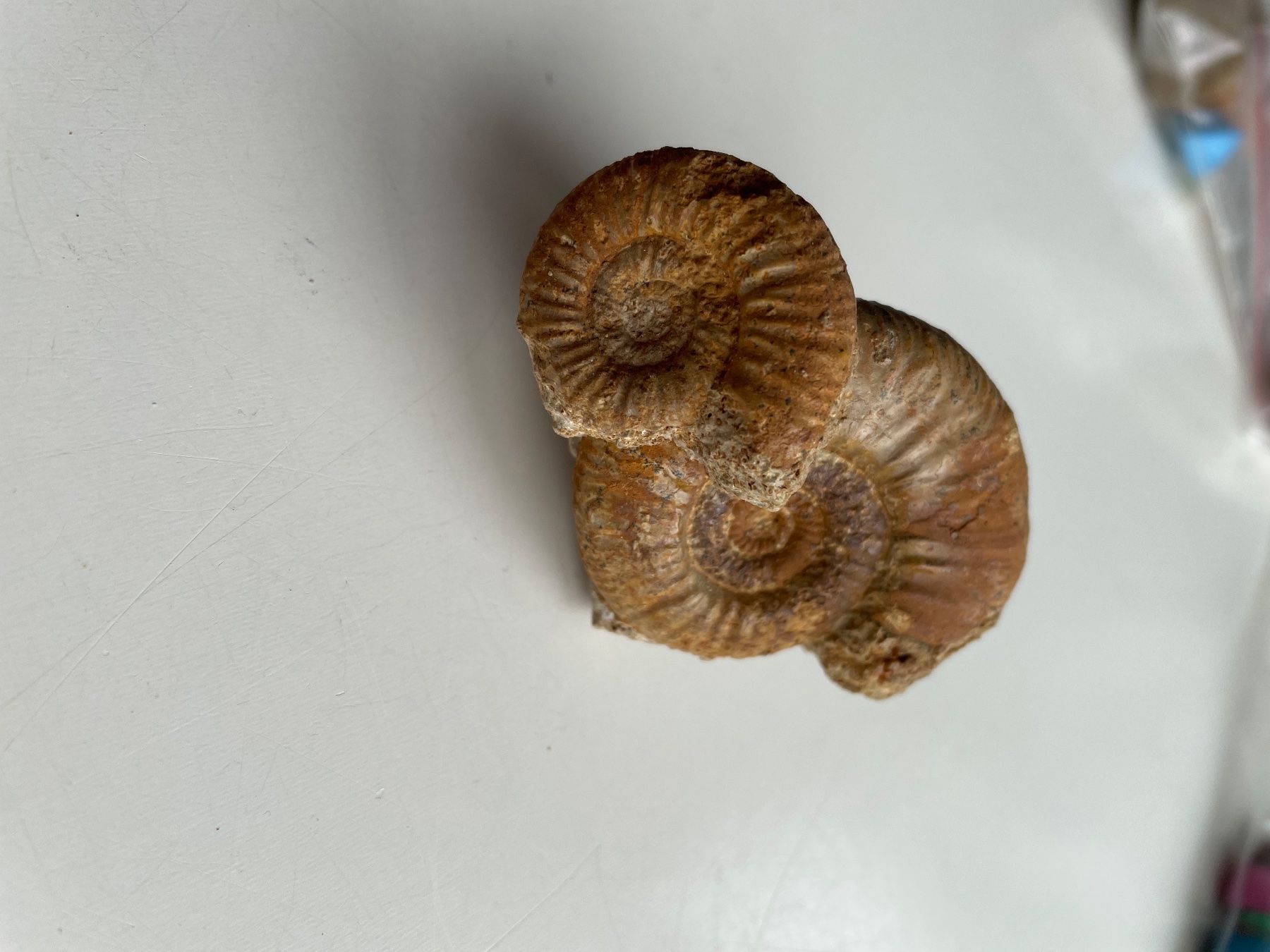 Fossili: Fossilien. 2 Ammoniten auf Muttergestein  93.300 – Usato da buch am irchel venduto da Hildoceras