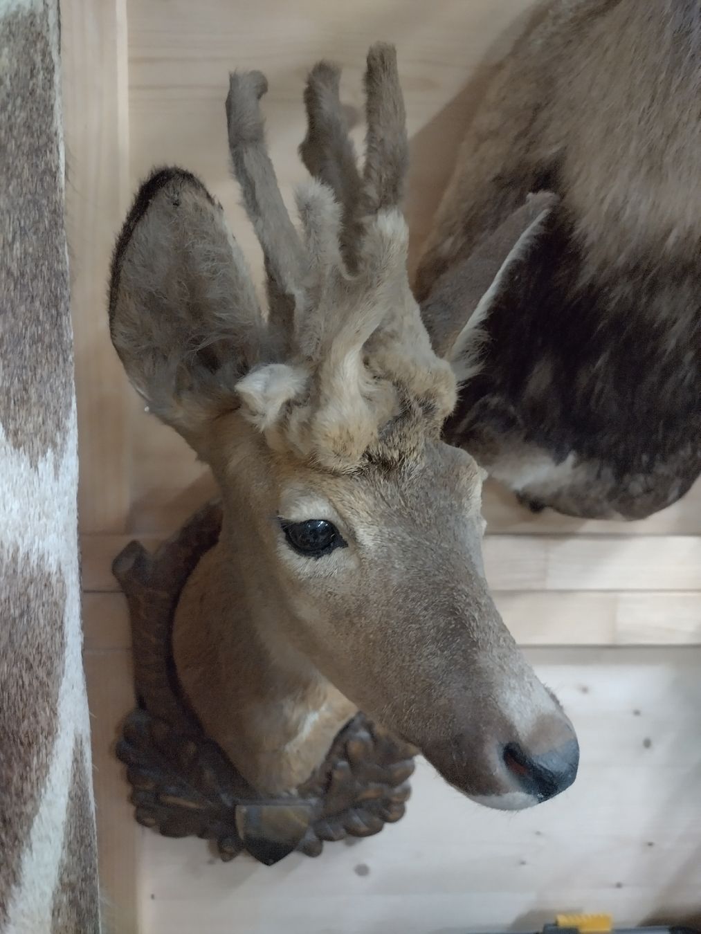Il mondo degli animali: Perückenbock!! Rehbock Trophäe, Wanddeko, Jagdtrophäe, – Usato da Wettingen venduto da Bwalti 1