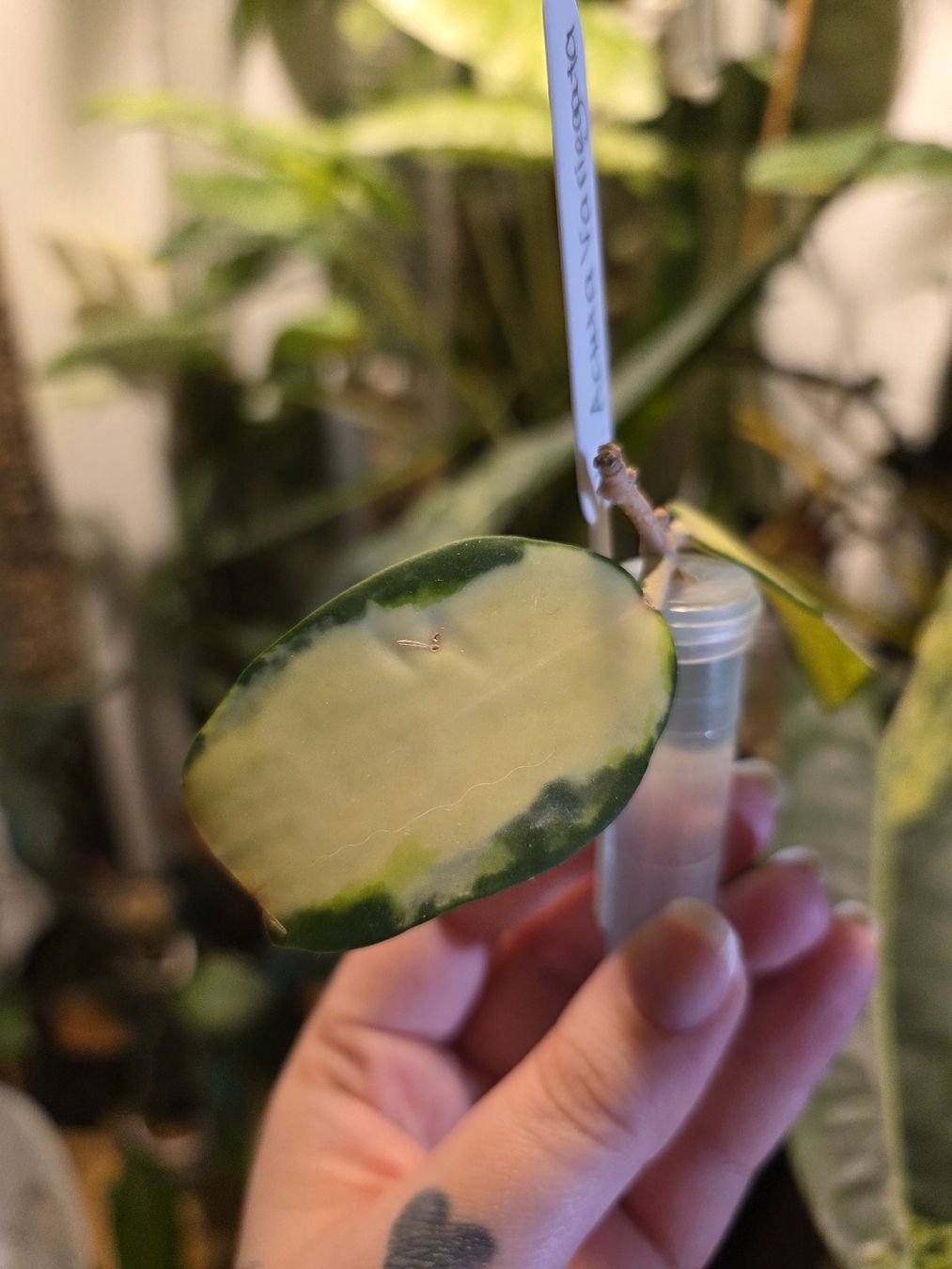 Piante & sementi: Hoya Acuta Variegata Steckling  – Usato da Rapperswil SG venduto da LuiSchi 2