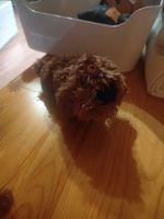 Süsser Plüschhund braun sucht neues Zuhause 🐶