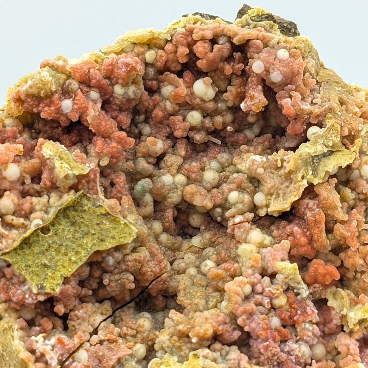 ROTER und ROSAFARBENER CHALZEDON auf GRÜNER Matrix, Sardinie (Nuovo ...