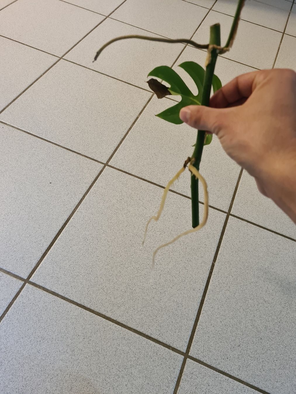 Pflanzen & Samen: Monstera Minima Variegata – Gebraucht aus Endingen von ale_jjv2 1