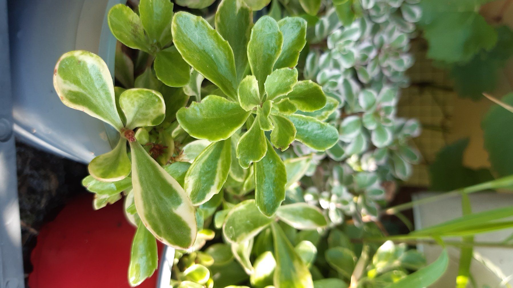 Pflanzen & Samen: Kambotscha trikolore gelb sedum – Gebraucht aus Ibach von chaemilochhobbygarte 7