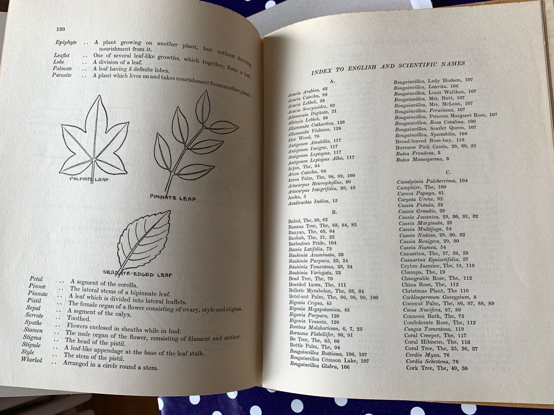 Libri: Flowering Trees ans Shrubs in India von 1950 – Usato da Basel venduto da Akinom50 4