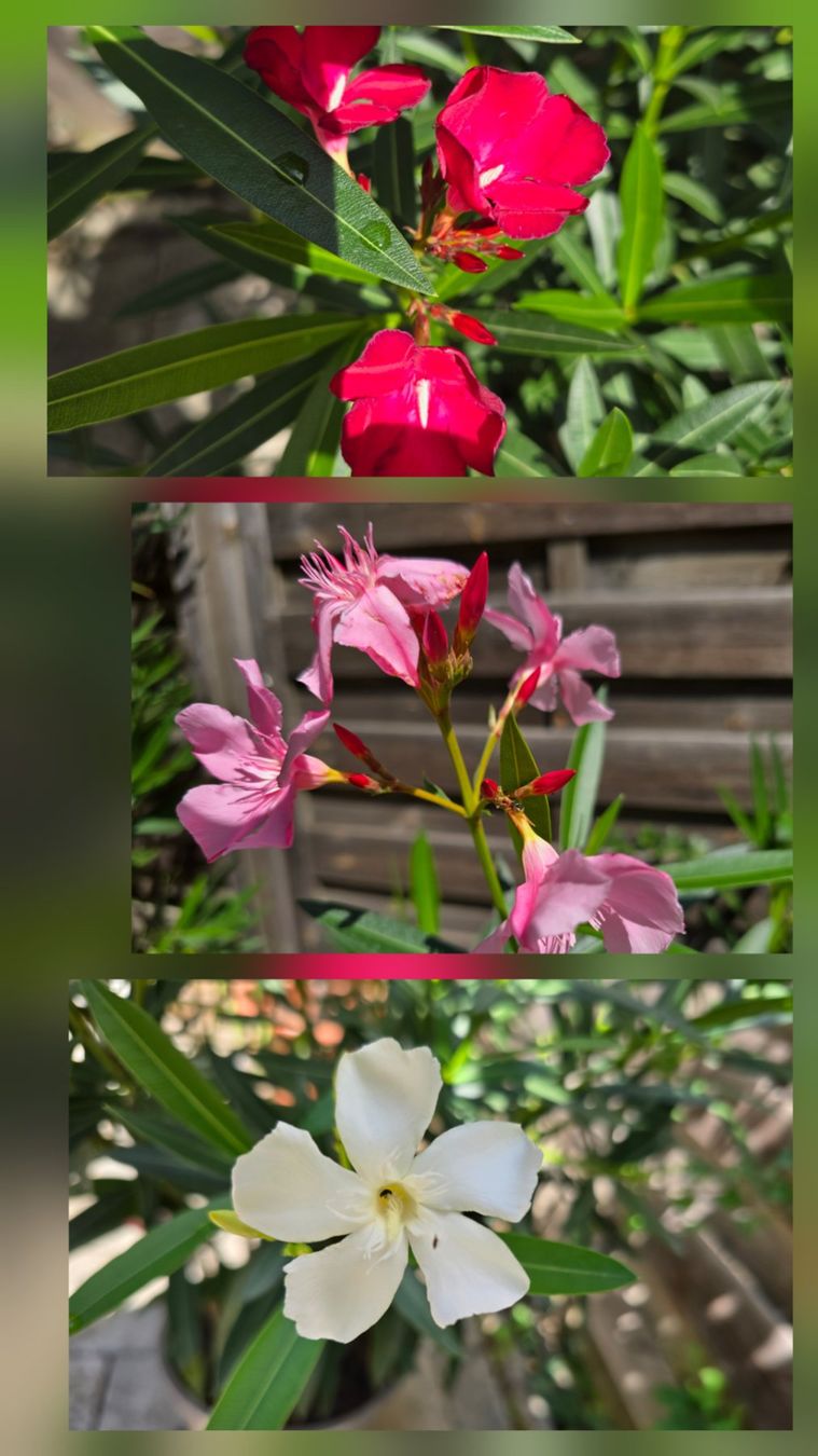 Piante & sementi: Oleander Tricolor – Usato da Aarburg venduto da popkorn65 3